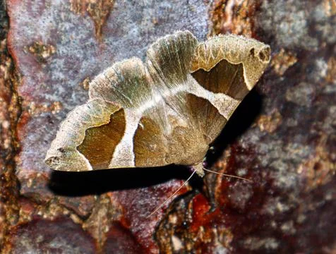 Macro shot of a passenger moth resting on tree bark shows its natural camou.. Stock Photos