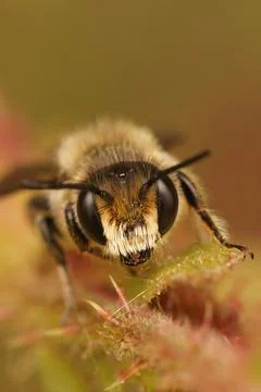 Macro shot of a patchwork leaf-cutter bee (Megachile centuncularis) Stock Photos