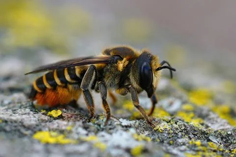 Macro shot of a patchwork leaf-cutter bee (Megachile centuncularis) Fotos de archivo