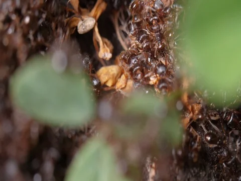 Macro shot of Pavement Ant Colony Battle Stock Footage 77721262
