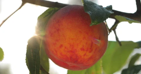Macro shot of a peach Vídeos de archivo gratis 135632201