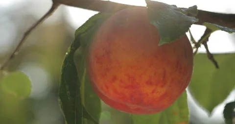 Macro shot of a peach 스톡 동영상 135634534