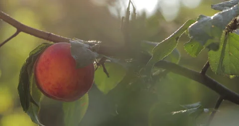 Macro shot of a peach. Stock-Footage 135689234