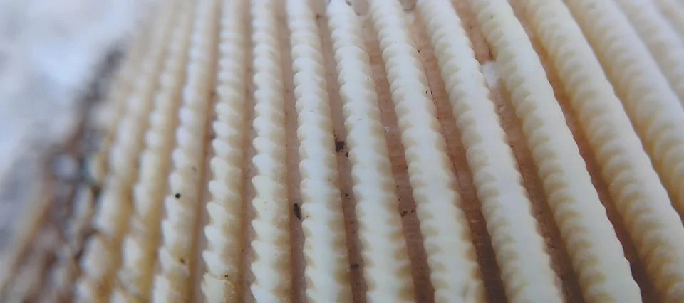 Macro shot Foto stock