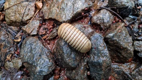 A macro shot of a Pill millipedes or Oniscomorpha or pillbug crawling on we.. Stock Footage 337042411