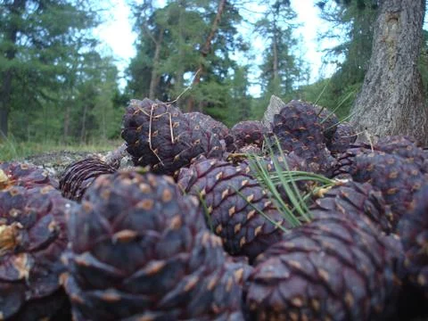 Macro shot of pine cones on a forest background Stock Photos