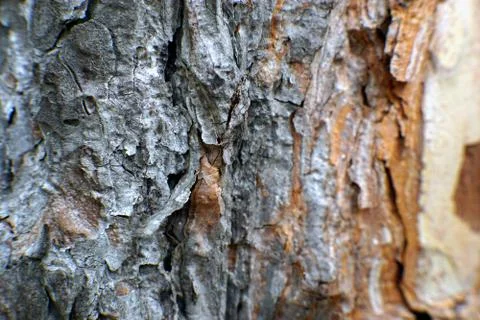 Macro shot of a pine tree bark Stock Photos