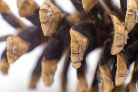 A macro shot of a pinecone, highlighting the intricate details and natural te Stock Photos