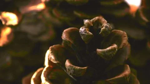 Macro shot of pinecones on a blurry background Stock Photos