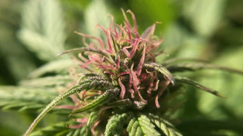 Macro shot of a pink CBD bud on a farm in Switzerland. Video stock 132289921
