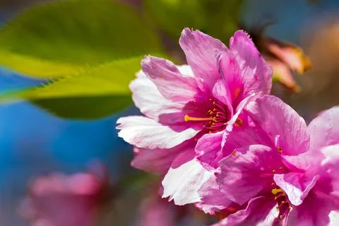 Macro shot of a pink cherry tree blossom in spring Stock Photos