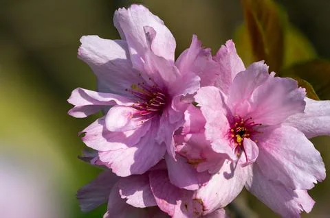 Macro shot of pink cherry tree blossom in spring Stock Photos