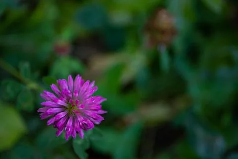 Macro Shot of Pink Clover Flower Blooming Outdoors Foto stock