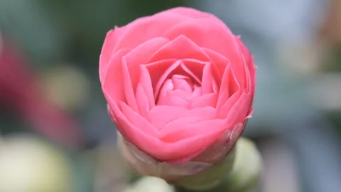 A macro shot of a pink flower. Stock Footage 284052697