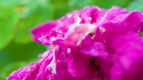 Macro Shot of Pink Rose Petals With Fresh Morning Dew Drops Stock Footage 345446516
