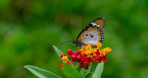 Macro shot of  Plain tiger or African monarch butterfly (Danaus chrysippus) i Stock Photos