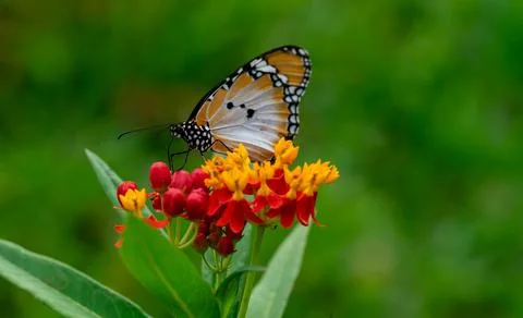 Macro shot of  Plain tiger or African monarch butterfly (Danaus chrysippus) i Stock-Fotos