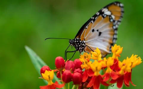 Macro shot of  Plain tiger or African monarch butterfly (Danaus chrysippus) i Stock Photos
