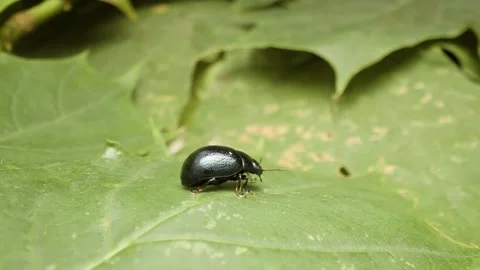 Macro shot of plantain leaf beetle (Chrysolina haemoptera) crawling Видео 333112213