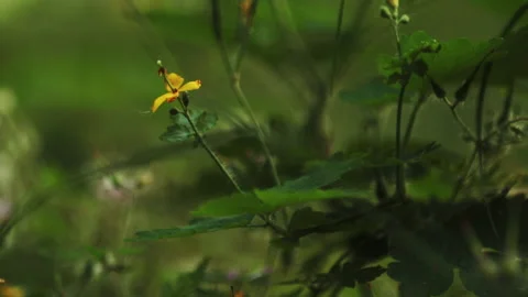 Macro shot of plants with a blurred background Video stock 197018434