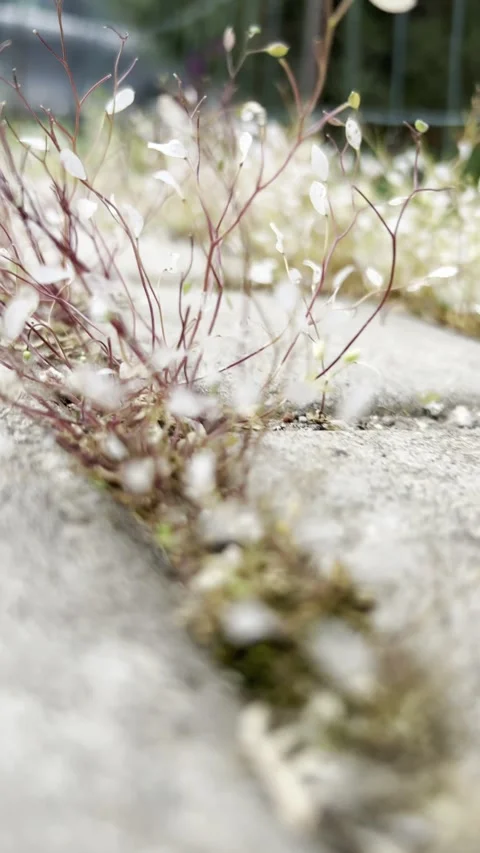 Macro shot of plants growing through cracks in the pavement Video stock 304879609