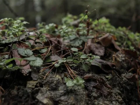 Macro shot, plants growing on a tree that fell Stock Photos