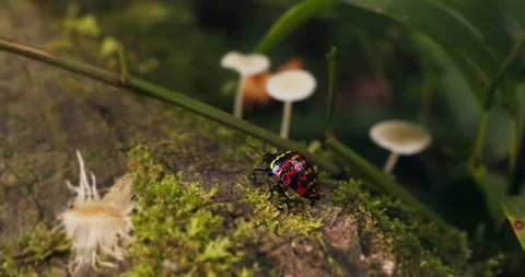 Macro shot of Pleasing Fungus Beetle walking on mossy bark Stock Footage 236992487