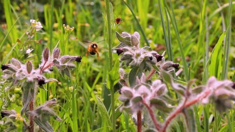 Macro Shot of Pollinating Bee on Wild Yellow Flower Stock Footage 308385676