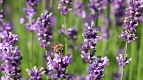 Macro shot of a pollinator fly on a blooming lavender spike with a soft-focus Stock Footage 312260917