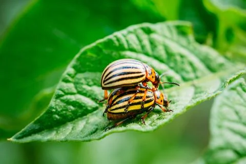 Macro Shot Of Potato Bug On Leaf Stock Photos