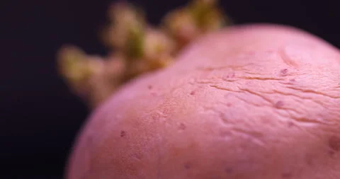 Macro shot of a Potato skin Stock Footage 296525265