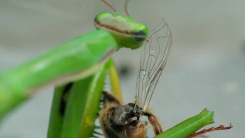 Macro shot praying mantis eating a cricket eats an insect close up shot Vidéo 249483071