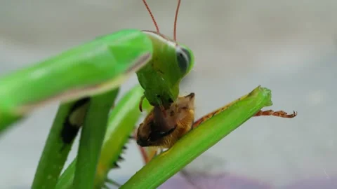 Macro shot of praying mantis eating an insects head Stock Footage 249483094