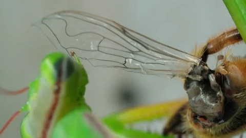 Macro shot praying mantis eating a cricket eats an insect close up shot vertical Stock Footage 256992023