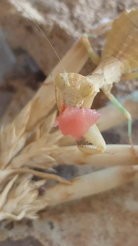 Macro shot of praying mantis eating minced raw meat. Stock Footage 344740904