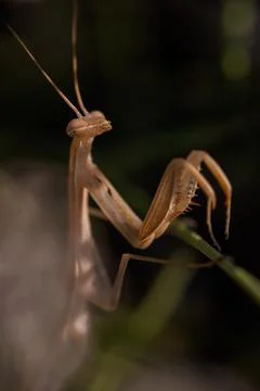 Macro shot of a praying mantis sitting on a flower stem Stock Photos