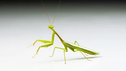 Macro shot of a Praying Mantis on a white background Stock-Footage 112414488