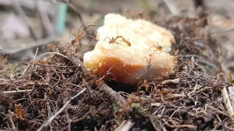 Macro Shot of Predator Fly Attacking Ants Feeding on Bread Vídeos de archivo 332979526