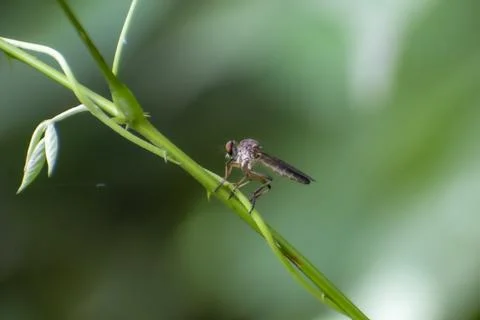 Macro shot of a predatory robber fly (family Asilidae). Фото