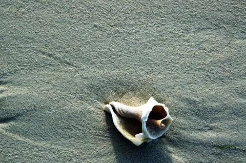 Macro shot of Pretty Sea Shell Foto stock