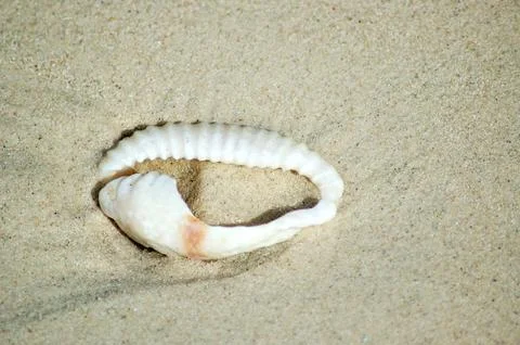 Macro shot of Pretty Sea Shell Foto stock