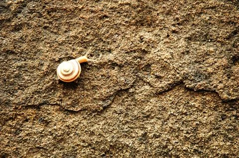 Macro shot of Pretty Sea Shell Foto stock