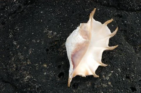 Macro shot of Pretty Sea Shell Foto stock