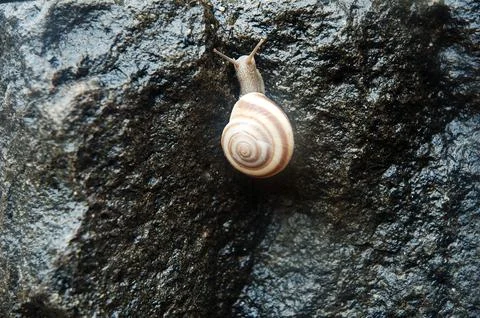 Macro shot of Pretty Sea Shell Foto stock