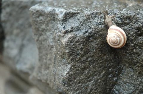 Macro shot of Pretty Sea Shell Foto stock