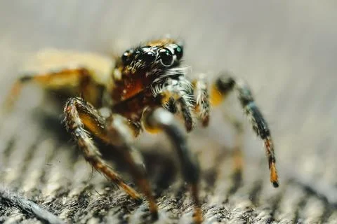 Macro shot of pretty, tiny jumping spider (Pelegrina) with front legs raised on Foto stock