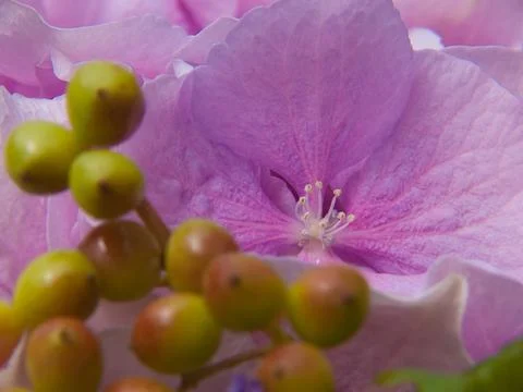Macro shot of puple flower with stamen Stock Photos