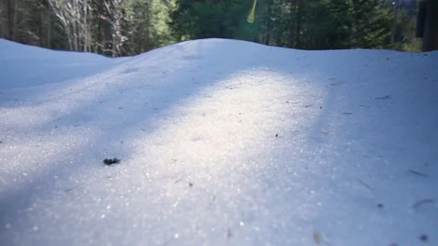Macro shot of pure snow illuminated by the sun in the forest, Alps, Switzerland Stock Footage 240166796