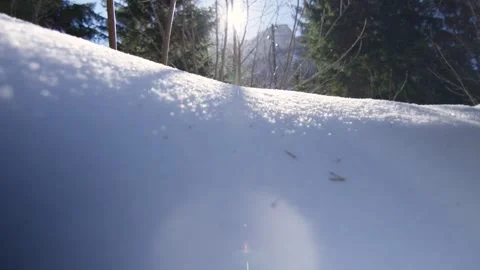 Macro shot of pure snow illuminated by the sun in the forest, Alps, Switzerland Stock Footage 240169429