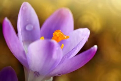 Macro shot of purple crocus in spring garden. Easter background. Stock Photos